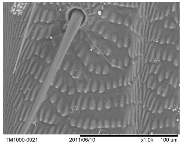此為步行蟲翅鞘的顯微攝影照片，可以看到表面具有許多鱗片狀突起和毛狀的構造，這一些細微構造都是形成其多變色彩的原因喔！（毛俊傑、葉人瑋 攝）