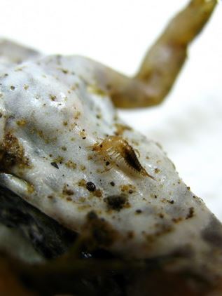 緊緊警咬住青蛙腹部的一齡幼蟲，這一個時期的幼蟲以具有尖銳的大顎深深的刺入青蛙的腹部（葉大詮 攝）