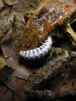 二齡幼蟲呈乳白色，每一體節上具有紅棕色的圓點，體型較一年齡蟲大許多，蛙背部上方可見傷口（葉大詮 攝）