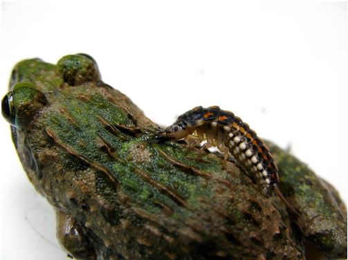 三齡蟲體表呈金屬褐色，強健的步足讓牠行動更為快速（葉大詮 攝）