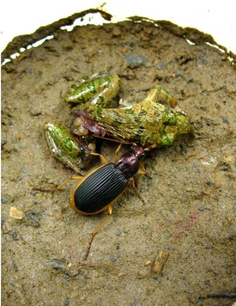 羽化後的成蟲配備了強健的步足和強壯的大顎外，又增加了飛行力，讓青蛙更無處可躲（葉大詮 攝）