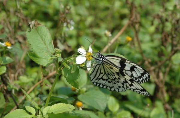 龜山島最具代表性的蝴蝶大白斑蝶