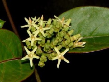 大白斑蝶幼蟲的寄主植物爬森藤的花