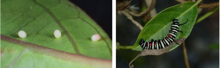 左：大白斑蝶的卵 / 右：大白斑蝶終齡幼蟲