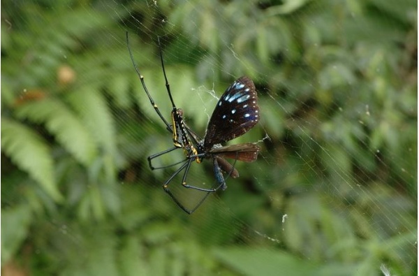 在龜山島上常可見端紫斑蝶(異紋紫斑蝶) (Euploea mulciber barsine Fruhstorfer, 1904)被人面蜘蛛捕食。