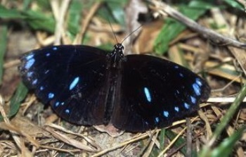 圓翅紫斑蝶(Euploea eunice hobsoni Butler, 1877)是往返龜山島海域時常見的蝴蝶