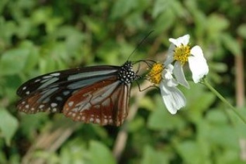 能夠台灣日本二地長途遷移的青斑蝶(大絹斑蝶)( Parantica sita niphonica Moore, 1883)是龜山島上的常客。