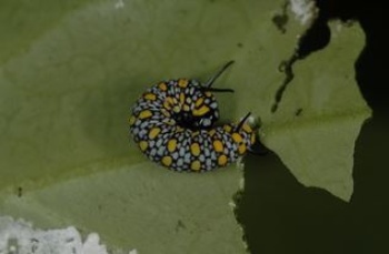龜山島上常可在一些寄主植物上找到青斑蝶幼蟲