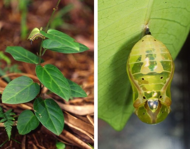 左：登401高地的步道旁有很多的鷗蔓，也常可見到青斑蝶的幼蟲 / 右：在樹葉間常可見到青斑蝶閃著金屬光澤的蛹