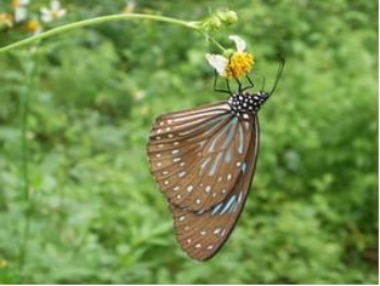同樣能長途遷移的小紋青斑蝶(Tirumala septentronis Butler, 1874)也常出現在龜山島
