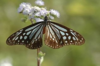 小青斑蝶(斯氏絹斑蝶) (Parantica swinhoei Moore, 1883)也是會長途遷移的蝴蝶之一