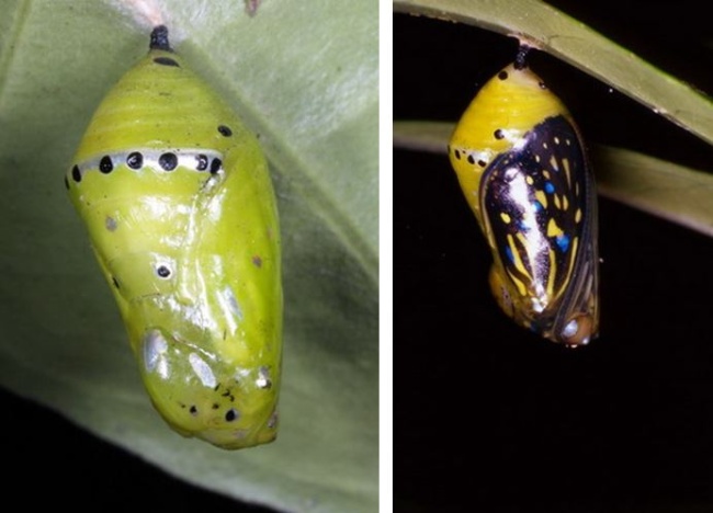 左：小紋青斑蝶的蛹 / 右：在龜山島上發現的小紋青斑蝶蛹