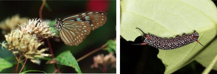 左：飛行能力強的琉球青斑蝶(旖斑蝶) (Ideopsis similis Linnaeus, 1758)分佈在台灣全島，龜山島短短的距離當然難不倒他 / 右：島上一樣能見到琉球青斑蝶的幼蟲