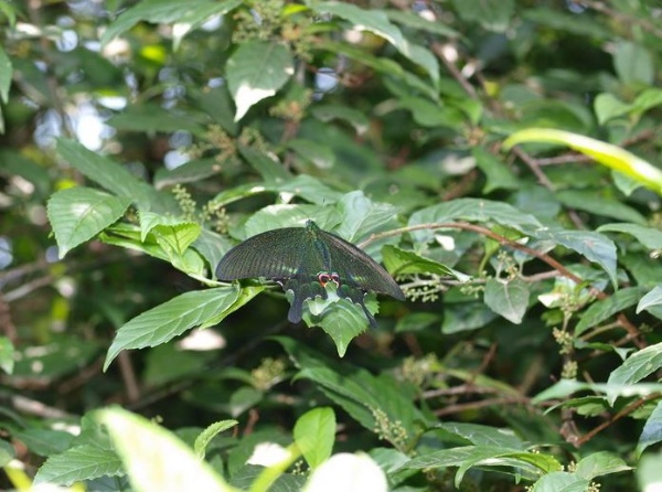 不會長途遷移的大琉璃紋鳳蝶(琉璃翠鳳蝶) (Papilio paris nakaharai Shirozu, 1960)在龜山島上也有大量之族群