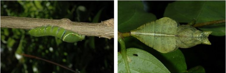 左：大琉璃鳳蝶的幼蟲 / 右：大琉璃鳳蝶的蛹