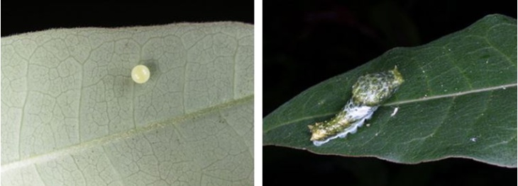 左：大鳳蝶產在賊仔樹上的卵 / 右：大鳳蝶的幼蟲