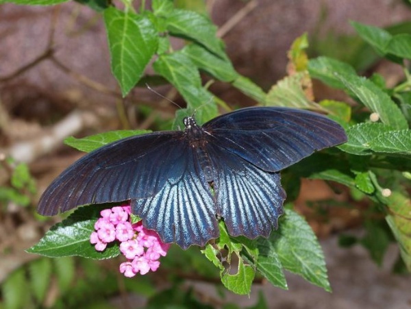 在台灣極為常見的大鳳蝶 (Papilio memnon heronus Fruhstorfer, 1903)，在龜山島上一樣多