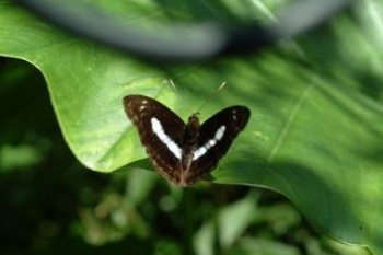 往401高地的步道上常可見到的單帶蛺蝶 (異紋帶蛺蝶) (Athyma selenophora laela Fruhstorfer, 1908)雄蝶