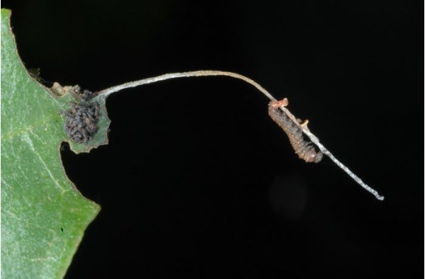 單帶蛺蝶較幼齡階段的幼蟲取食葉片時會留下葉的主脈，形成一個「蟲橋」，平時就躲在葉脈的末端，好避開捕食者的騷擾，進食時在回到葉子上，在通往蟲橋的地方還會留下一些糞便，以混淆及欺騙捕食者