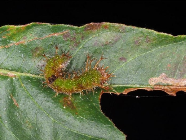 單帶蛺蝶終齡幼蟲時已長大到無法躲在蟲橋，身體會變成綠色，並長滿看似不好招惹的棘刺