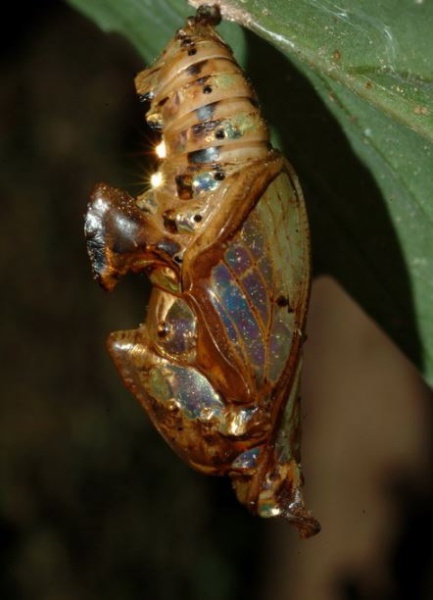 單帶蛺蝶造型奇特又具有金屬光澤的蛹，遇到危險時會激烈地晃動