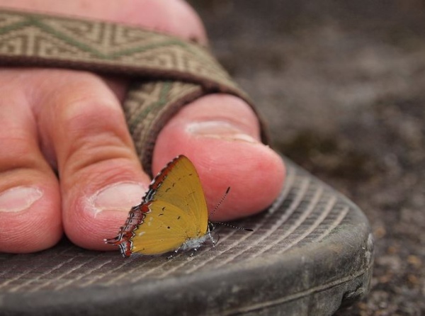我是最喜歡調查人員的腳臭味了，其實不是，是調查人員腳上有我最喜歡的鹽分而已。(紅邊黃小灰蝶)