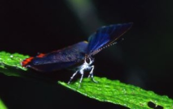 在台灣，在龜山島，紅邊黃小灰蝶(紫日灰蝶) (Heliophorus ila matsumurae Fruhstorfer, 1908)的數量一樣多，這種小型，雄蝶翅膀有著漂亮的藍色鱗片，且不會遷移的蝴蝶又如何來到龜山島？