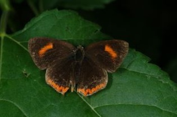 紅邊黃小灰蝶雌蝶的翅膀背面為較暗淡的褐色