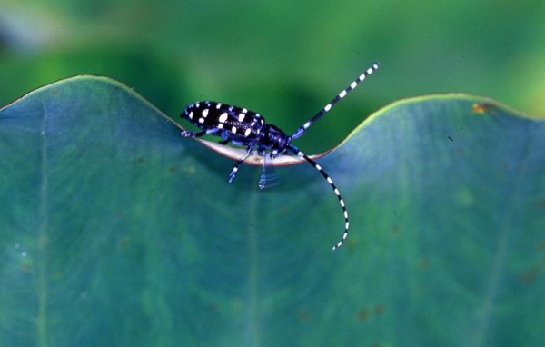 在台灣是柑橘類的重要害蟲斑星天牛(馬庫白星天牛) (Anoplophora macularia Thomson, 1865)也出現在龜山島上