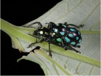 僅分佈於蘭嶼及綠島的小圓斑球背象鼻蟲(Pachyrrhynchus tobafolius Kano, 1929)