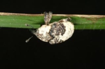 長得像鳥大便的鳥糞象鼻蟲 (Mesalcidodes trifidus Pascoe)