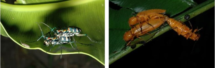 左：環湖步道上常可見到的八星虎甲蟲 (Cicindela aurulenta batesi Fleutiaux)，個性兇猛，常在地面上捕食昆蟲 / 右：棲息於朽木中的黃朽木蟲(Cteniopinus hypocrita Marseul)夜晚常受燈光吸引出現在廟前