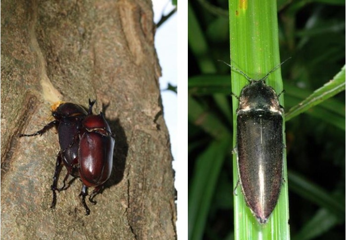 左：在台灣到處都有的獨角仙 (Allomyrina dichotoma tunobosonis (Kôno) 1931)也是龜山島常可見到的昆蟲 / 右：大青叩頭蟲(Campsosternus auratus Drury , 1773)遇危險時會從樹上掉落，並利用前胸背板的彈器彈跳身體