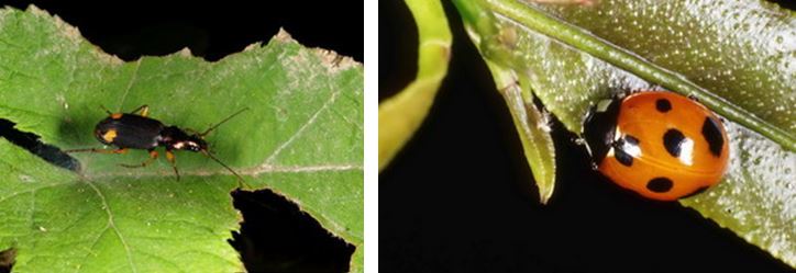 左：遇到危險會會放出極度惡臭的豔胸黃星步行蟲(Chlaenius bioculatus Chaudoir, 1856) / 右：模樣可愛的七星瓢蟲(Coccinella septempunctata Linnaeus, 1758)