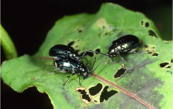 在台灣數量極多的藍金花蟲(Altica cyanea Weber)在龜山島數量一樣多