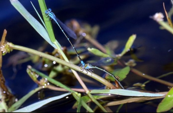 龜尾潭數量最多的瘦面細蟌