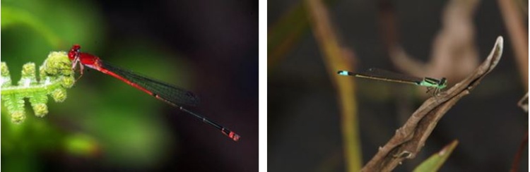 左：紅色的弓背細蟌 / 右：身體以綠色為主的青紋細蟌