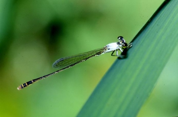 台灣產最小的豆娘白粉細蟌