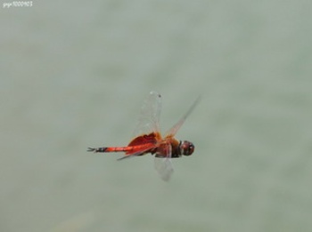 大華蜻蜓在空中互相追逐以獲取雌蟲的青睞