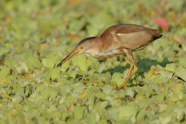 黃小鷺喜歡在蘆葦或大萍等水草區覓食(薛國凌 攝)