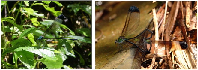 左圖：中華珈蟌雄蟲 / 右圖：中華珈蟌交尾中