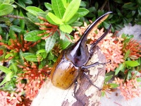 住鳳凰宿參觀甲蟲館