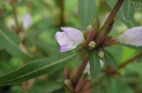 烏石礁濕地冬季風情畫～水生植物生態
