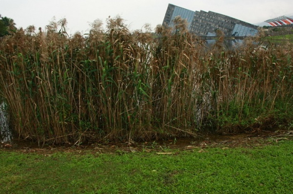 從停車場往蘭陽博物館的主建築物望去，如門簾般的蘆葦