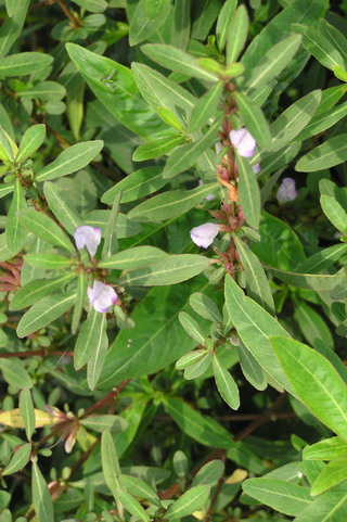 宜蘭水蓑衣冬季開著紫白色的小花