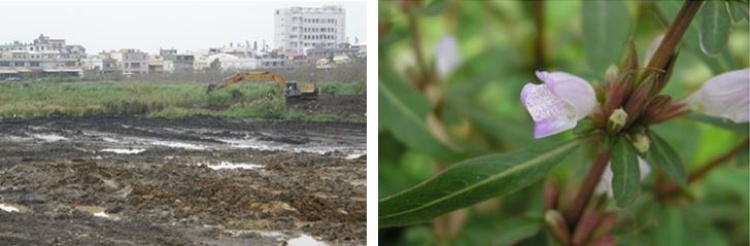 左：大坑罟濕地原為宜蘭水蓑衣現存的唯一野外棲地，但已於97年10月動工填埋 / 右：看似張開紫色舌頭的花瓣，舌頭上還有淡淡的斑點