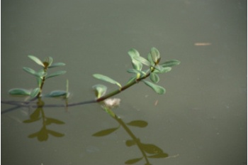 水傷的長梗滿天星現在只剩「長梗」不見「滿天星」