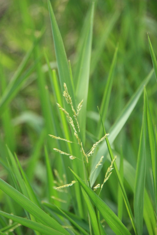 水生黍的花，您覺得它像不像稻子呢？