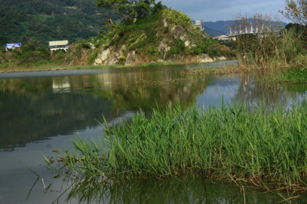 圖中右前方即是叢生的水生黍，正後方則是此濕地的命名由來～烏石礁