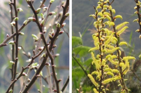 左：水社柳銀白色的花苞(邱錦和 攝) / 右：金黃色的細長花絮正盛開著(邱錦和 攝)